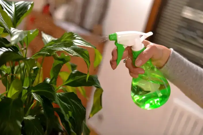 Škůdci pokojových rostlin Škůdci pokojových rostlin