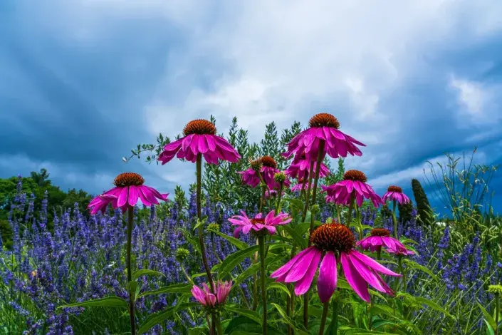 Zahradničení s méně vody Zahradničení s méně vody