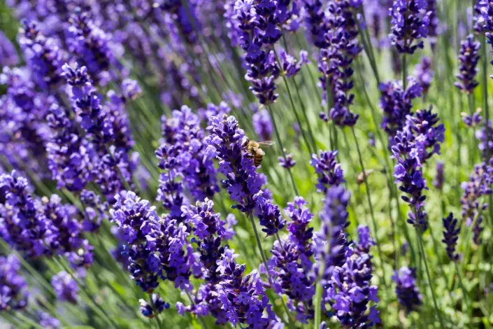 Přelití levandule Přelití levandule