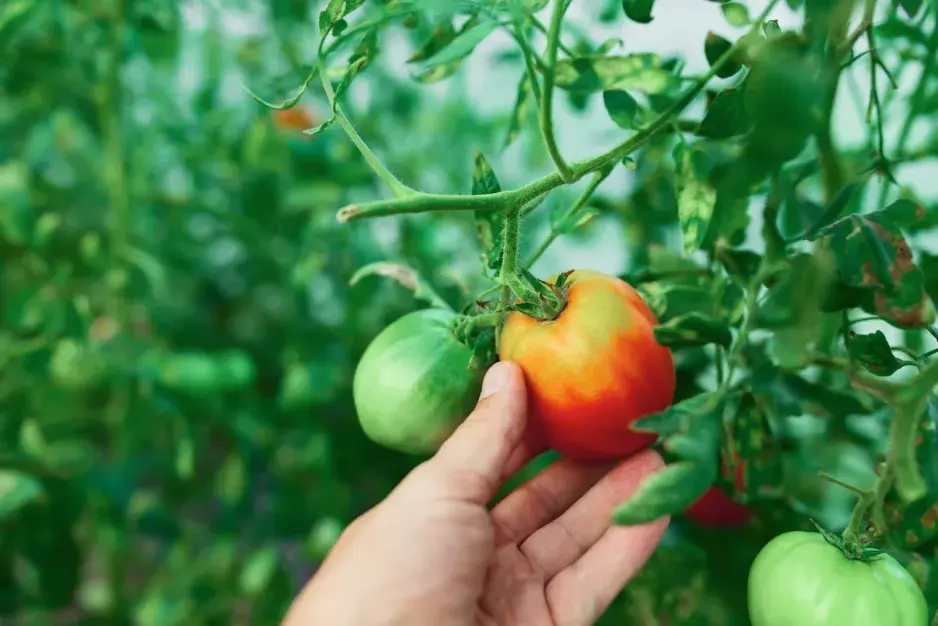Odolná rajčata proti plísním Odolná rajčata proti plísním
