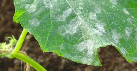 Jak chránit okurky před padlím Náhled