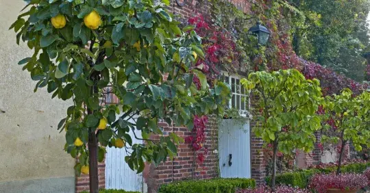 Proč a jak si vysadit na zahradu kdouloň Náhled