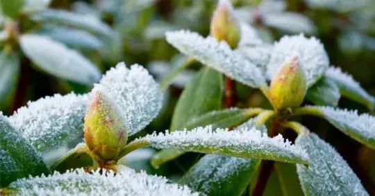 Zimní ochrana rostlin před mrazem, větrem a sluncem Náhled