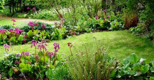 Ostrůvkovitý záhon: podle čeho vybrat jeho tvar a rostliny k osázení Náhled