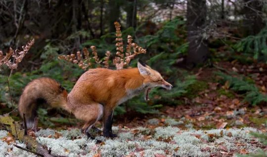 Kálející liška Náhled