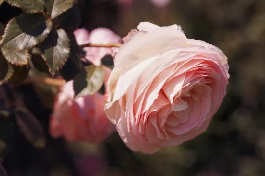 Zahradní růže Náhled