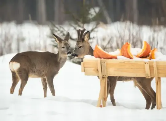 Co dát do krmelce Náhled