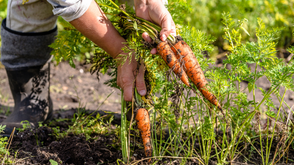 Jak naložit se zeleninovými záhony po sklizni