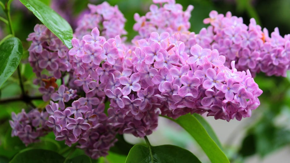 Květy šeříku mívají nejčastěji jemně fialovou barvu