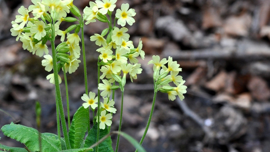 Prvosenka vyšší (Primula elatior) 
