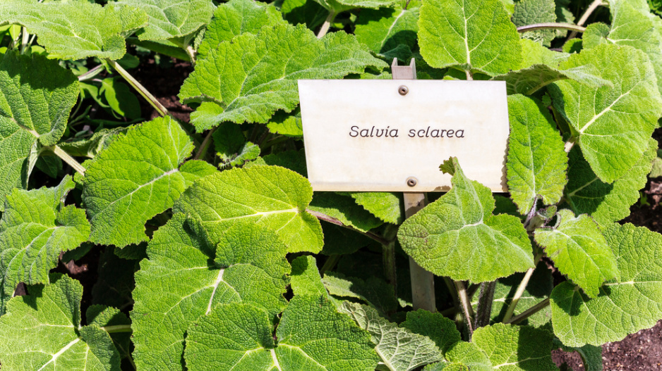 Šalvěj muškátová (Salvia sclarea)
