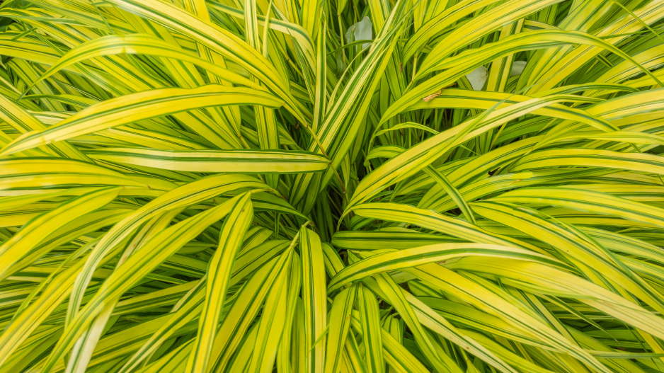 hakonechloa hakonechloa