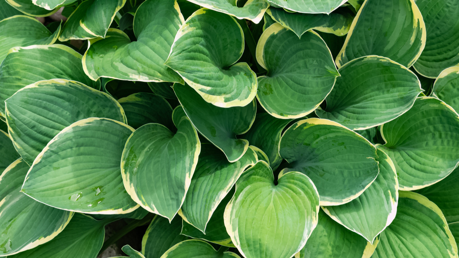 hosta