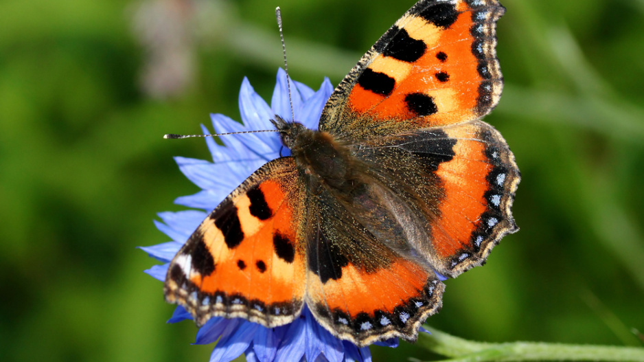 Babočka kopřivová (Aglais urticae L.)