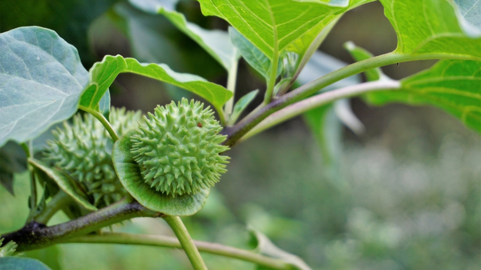 Durman neškodný (Datura innoxia)