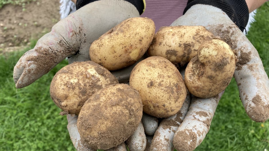Na uvolněné záhony lze v červenci ještě vysázet brambory
