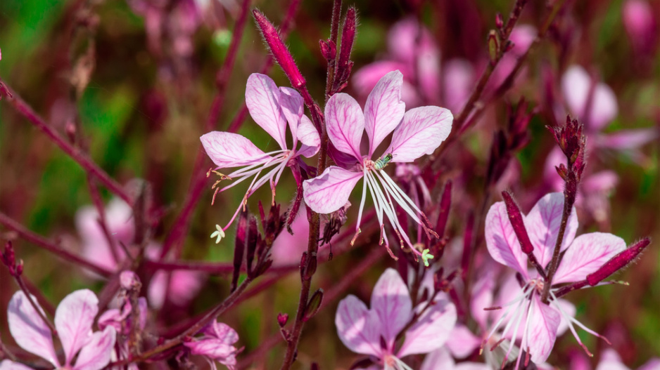 gaura