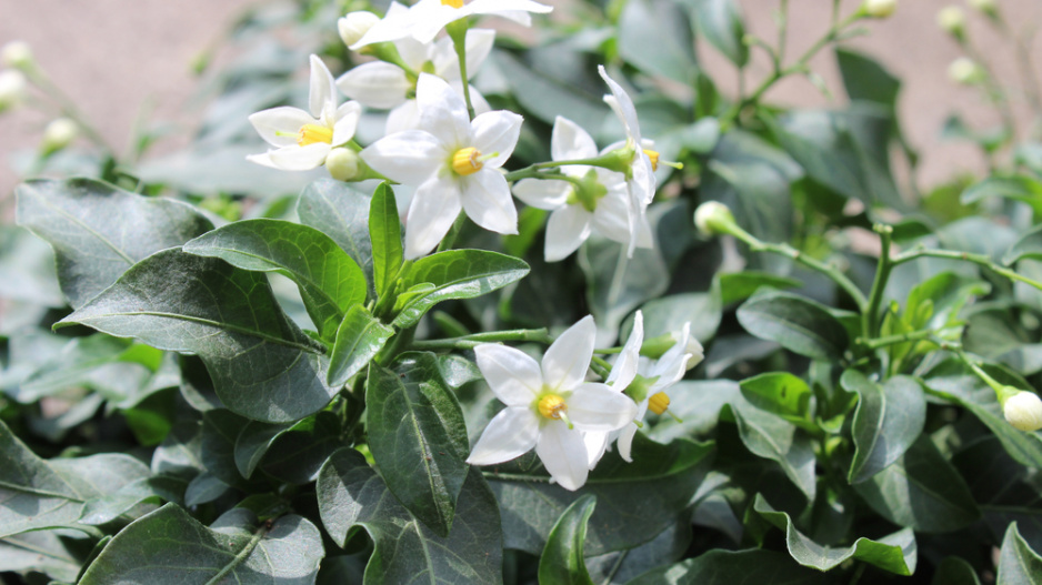 Lilek jasmínokvětý (Solanum jasminoides)