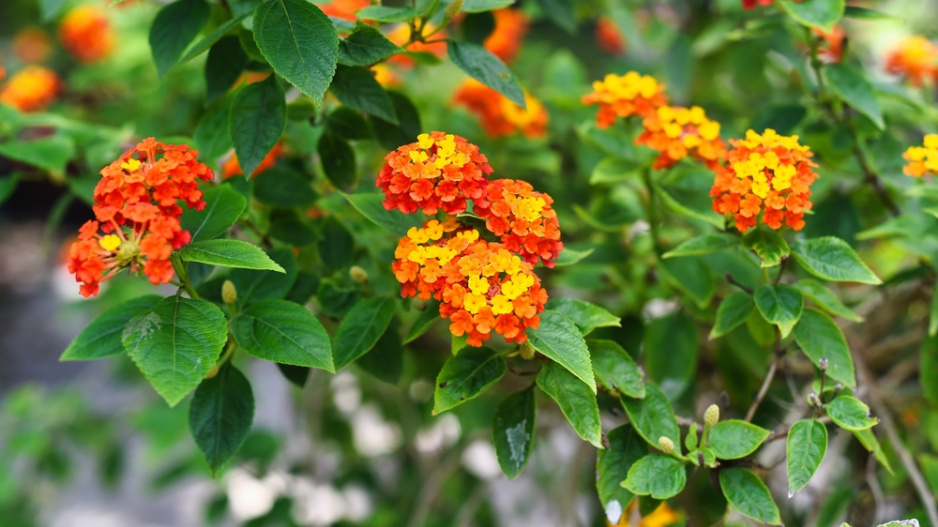 Libora měňavá, lantana (Lantana camara)