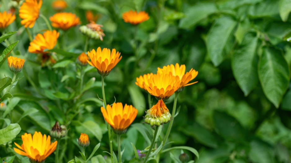 Měsíček lékařský (Calendula officinalis)