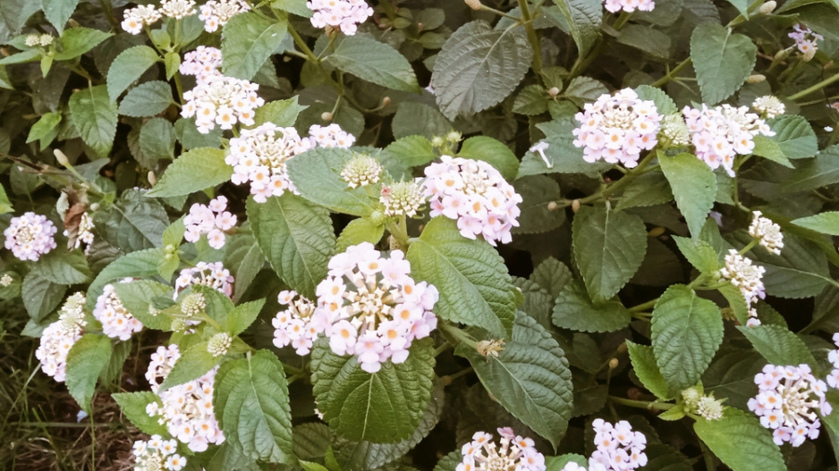 Libora měňavá, lantana (Lantana camara)