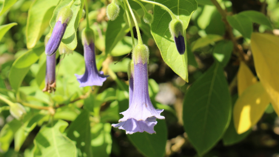 Acnistus (Acnistus australis, Dunalia australis nebo Iochroma australe)