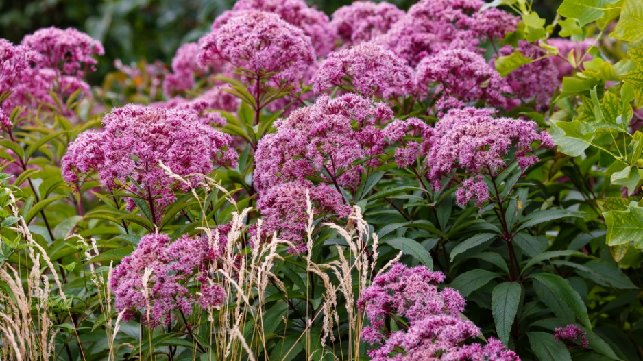 Sadec konopáč (Eupatorium cannabinum)