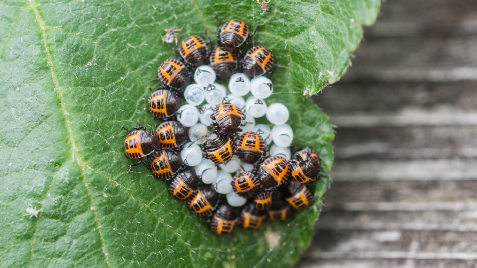 Kněžice mramorovaná (Halyomorpha halys)