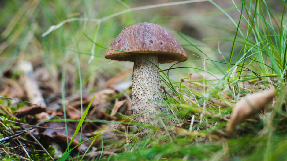 Kozák habrový (Leccinum griseum)