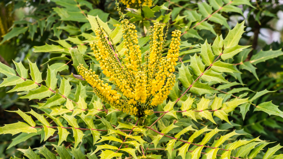 Mahónie japonská (Mahonia japonica)