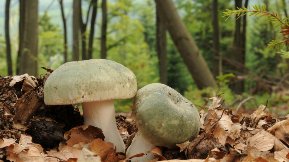 holubinka nazelenalá (Russula virescens)