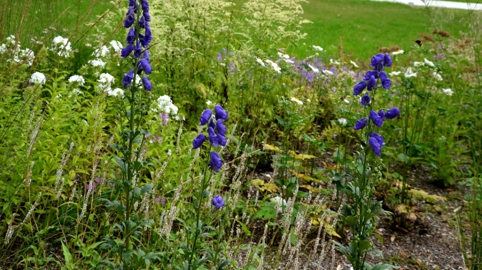 Oměj šalamounek (Aconitum plicatum)