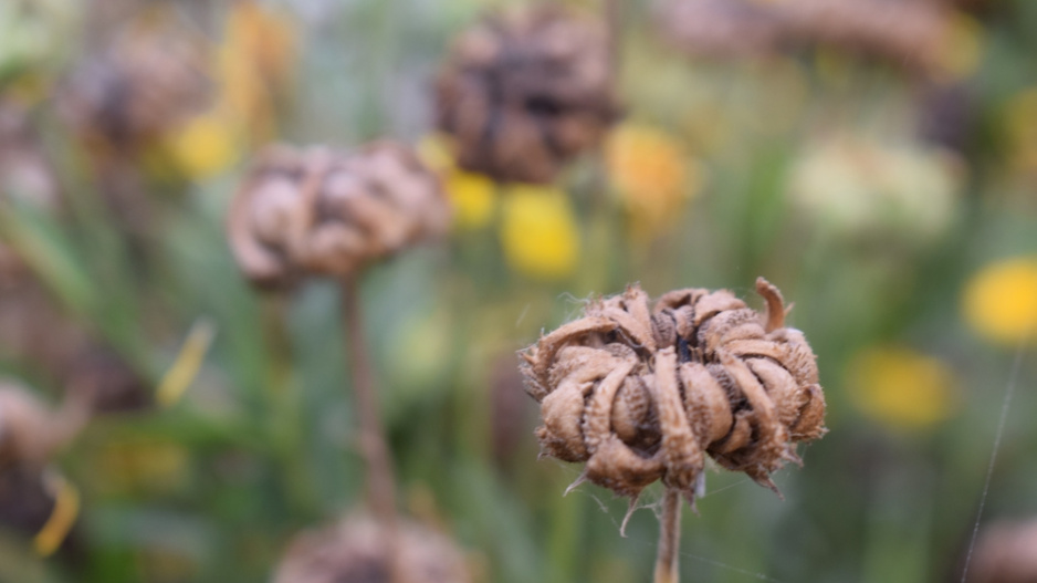 Měsíček lékařský (Calendula officinalis) Měsíček lékařský (Calendula officinalis)