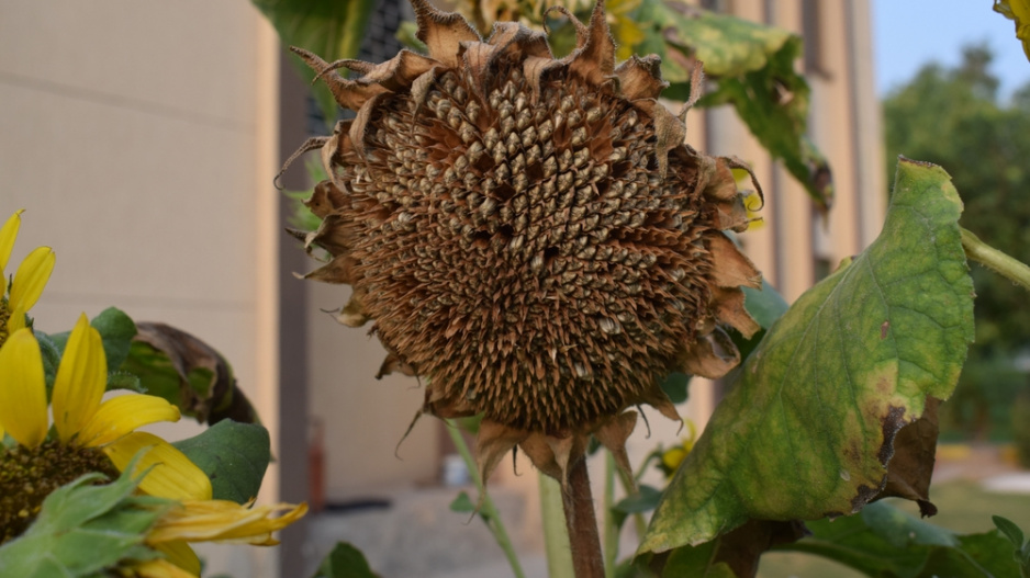 Slunečnice roční (Helianthus annuus) Slunečnice roční (Helianthus annuus)