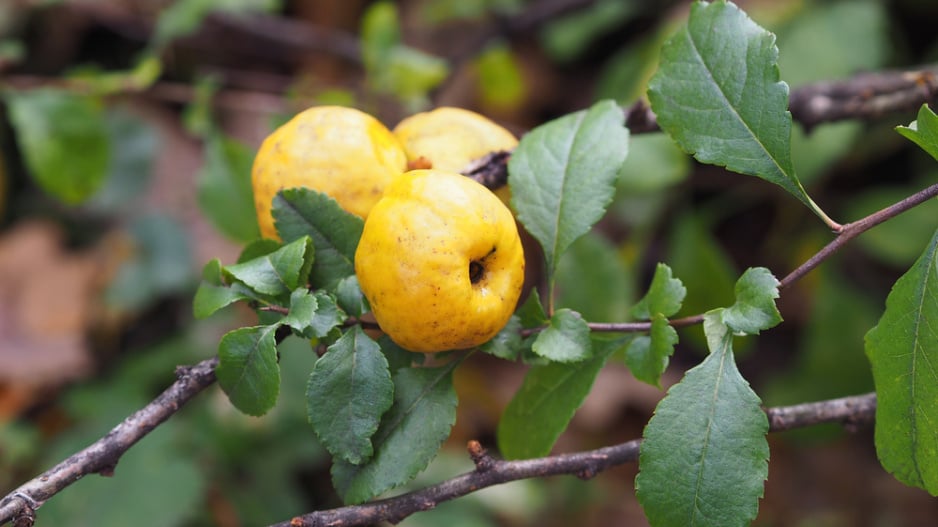 Kdoulovec japonský (Chaenomeles japonica) 