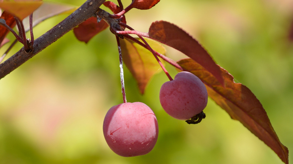 Jabloň purpurová (Malus x purpurea)