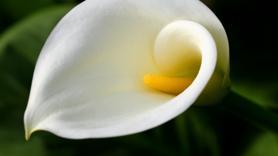 Kala neboli Zantedeschia