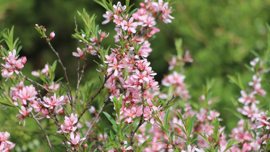 mandloň nízká (Prunus Tenella)