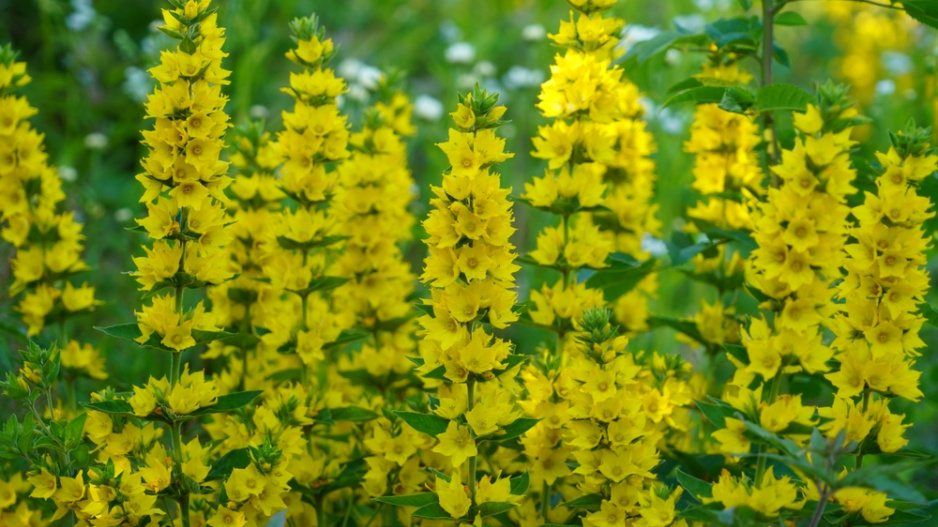 Vrbina tečkovaná (Lysimachia punctata)