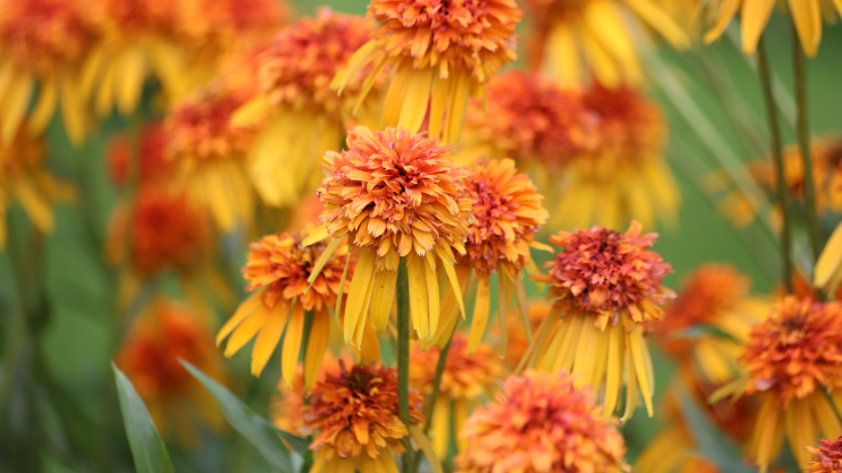 Echinacea purpurea