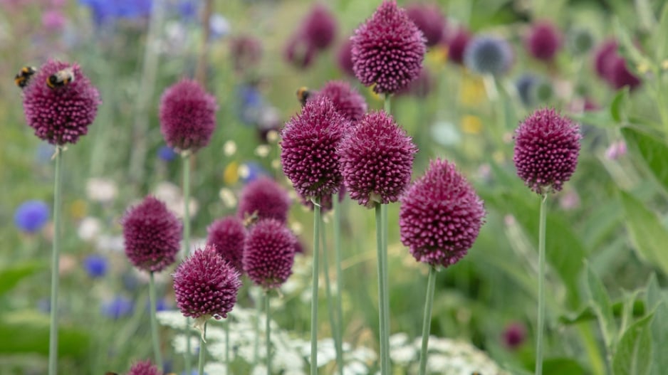 Česnek kulatohlavý (Allium sphaerocephalon)