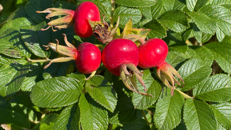 Růže svraskalá (Rosa rugosa) 