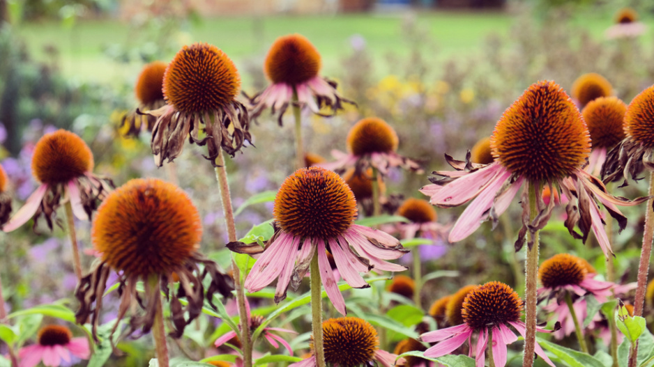 echinacea