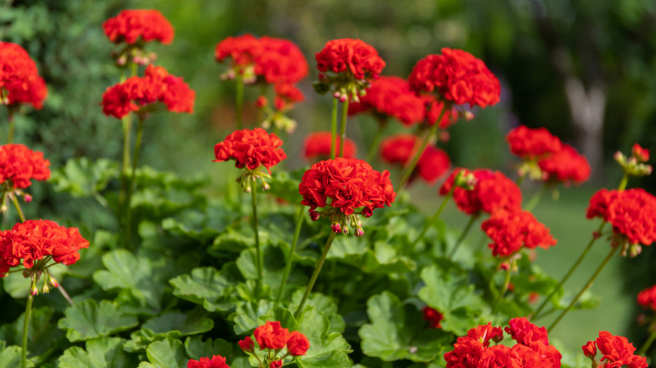 pelargonie