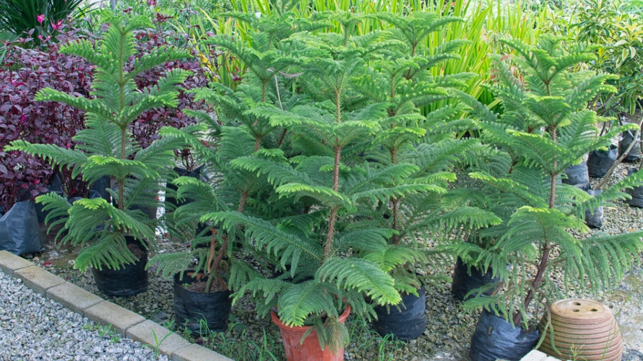 Araukárie (Araucaria heterophylla) Araukárie (Araucaria heterophylla)