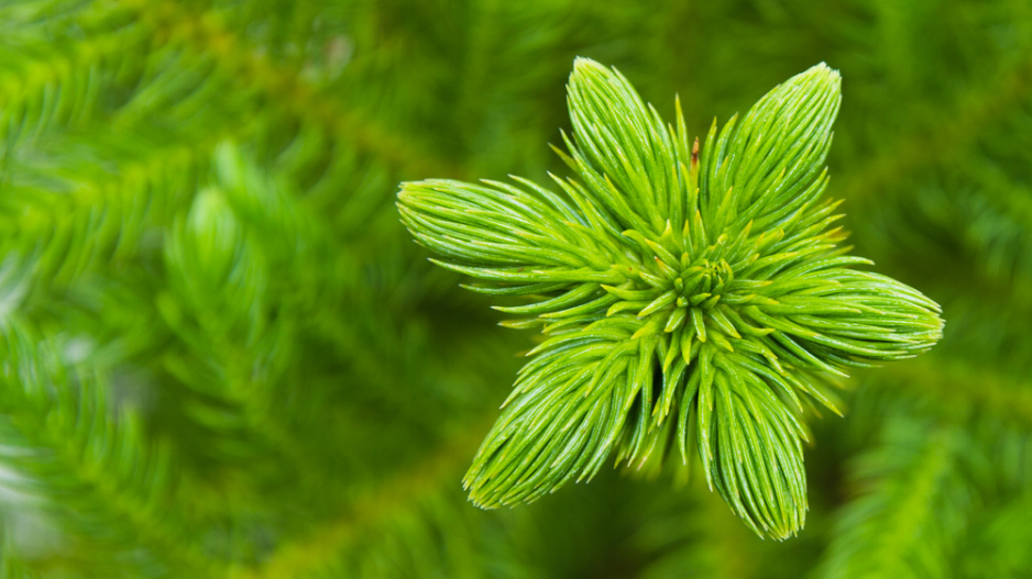 Araukárie (Araucaria heterophylla) Araukárie (Araucaria heterophylla)