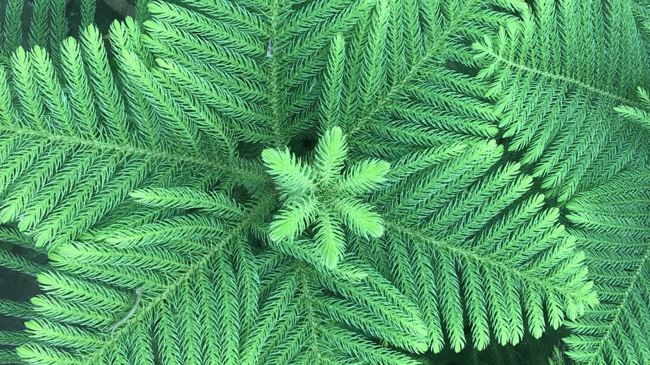 Araukárie (Araucaria heterophylla) Araukárie (Araucaria heterophylla)