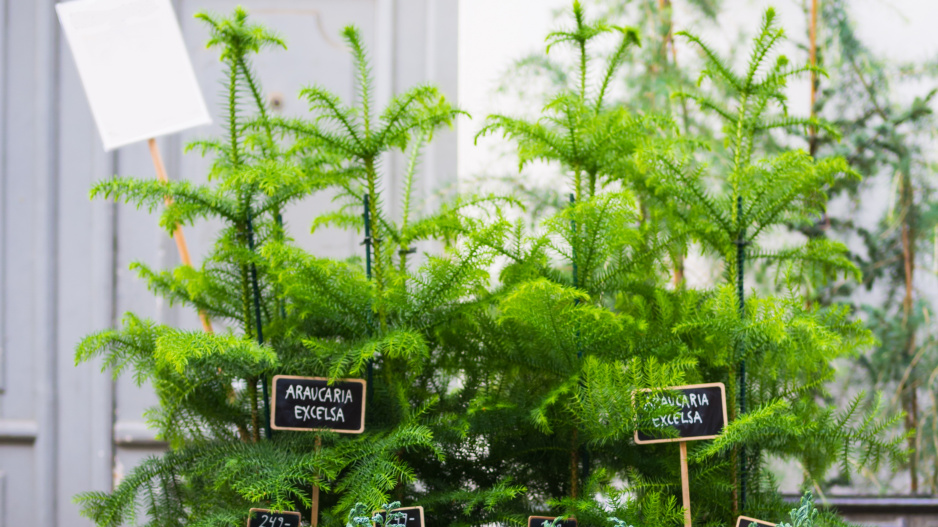 Araukárie (Araucaria heterophylla) Araukárie (Araucaria heterophylla)