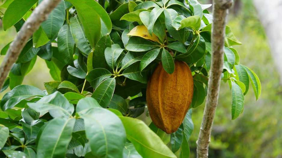 pachira pachira