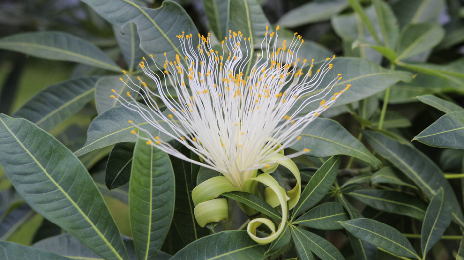 pachira pachira